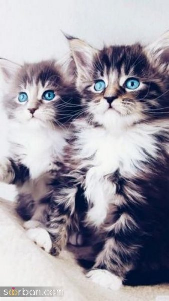  عکس گربه بامزه HD برای پروفایل