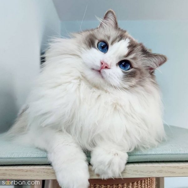  عکس گربه بامزه HD برای پروفایل