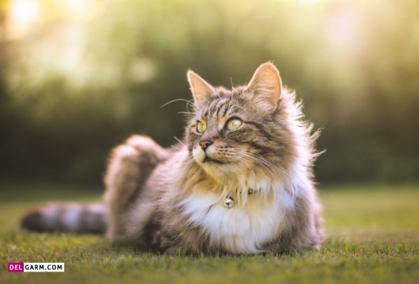  عکس گربه گوگولی برای پروفایل