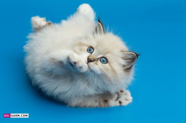  عکس گربه گوگولی برای پروفایل