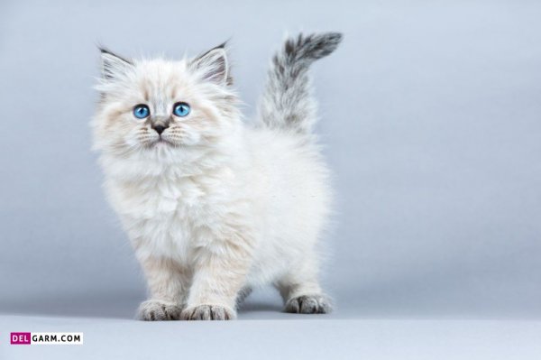  عکس گربه گوگولی برای پروفایل