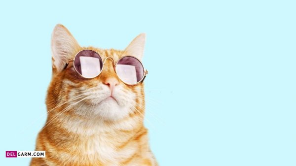  عکس گربه گوگولی برای پروفایل