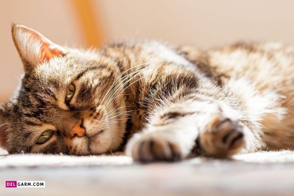  عکس گربه گوگولی برای پروفایل