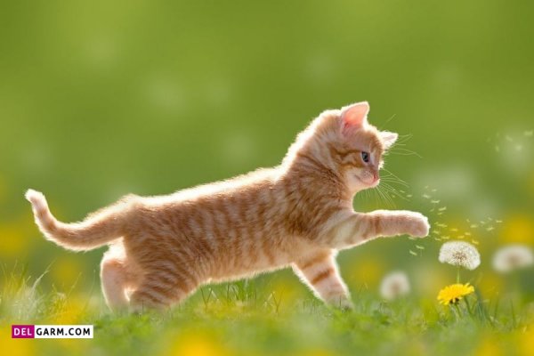  عکس گربه گوگولی برای پروفایل