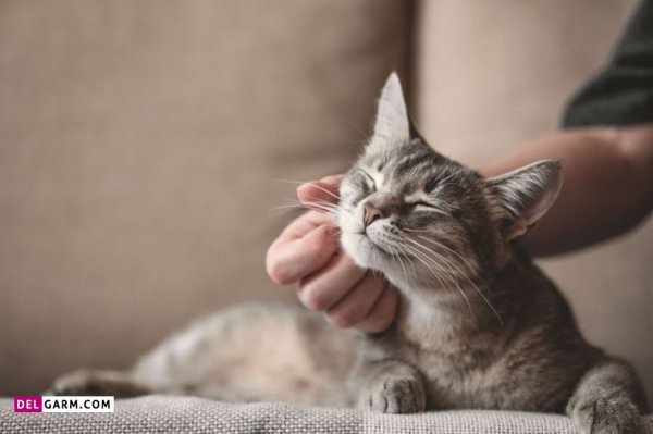  عکس گربه گوگولی برای پروفایل