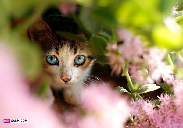  عکس گربه گوگولی برای پروفایل