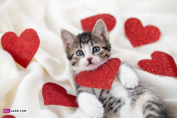  عکس گربه گوگولی برای پروفایل