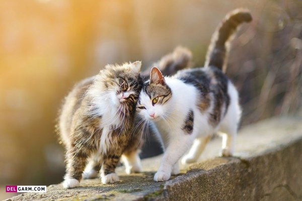  عکس گربه گوگولی برای پروفایل