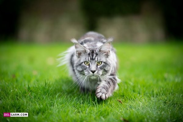  عکس گربه گوگولی برای پروفایل