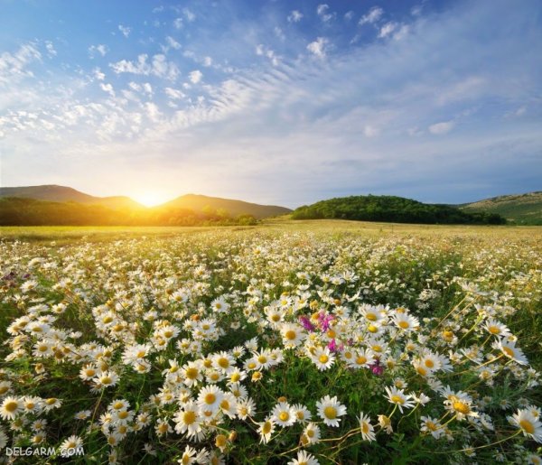  عکس فصل بهار برای پروفایل با کیفیت بالا