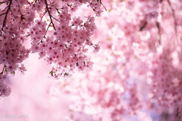  عکس فصل بهار برای پروفایل با کیفیت بالا
