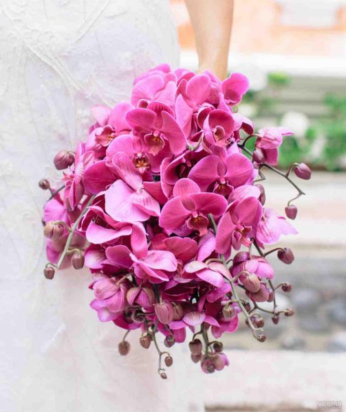 عکس گل ارکیده واقعی