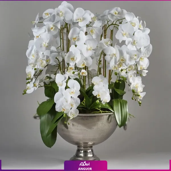  عکس گل ارکیده واقعی