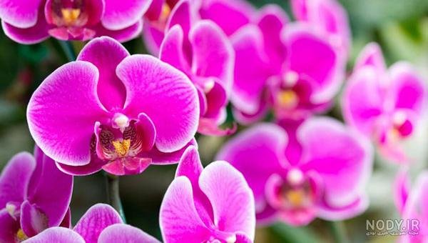  عکس گل ارکیده واقعی