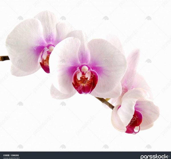  عکس گل ارکیده واقعی