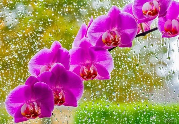  عکس گل ارکیده واقعی