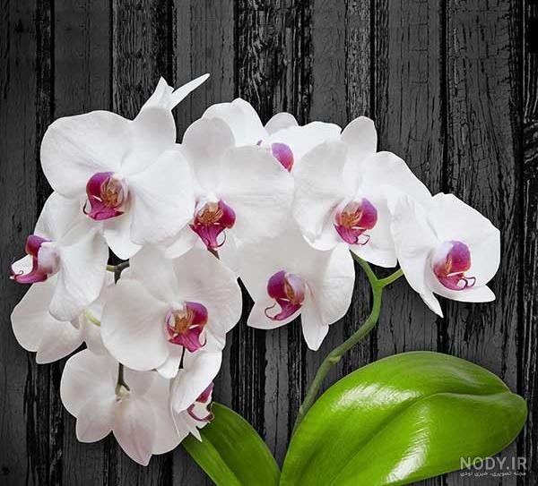  عکس گل ارکیده واقعی