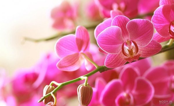  عکس گل ارکیده واقعی