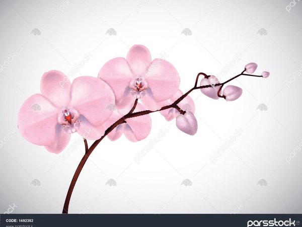  عکس گل ارکیده واقعی