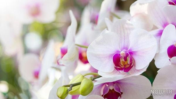  عکس گل ارکیده واقعی