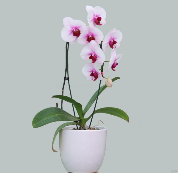  عکس گل ارکیده واقعی