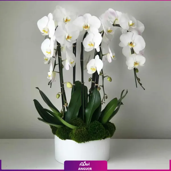  عکس گل ارکیده واقعی