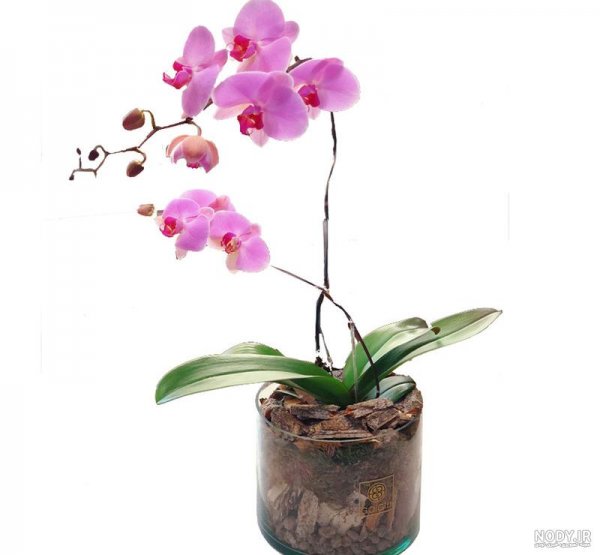  عکس گل ارکیده واقعی
