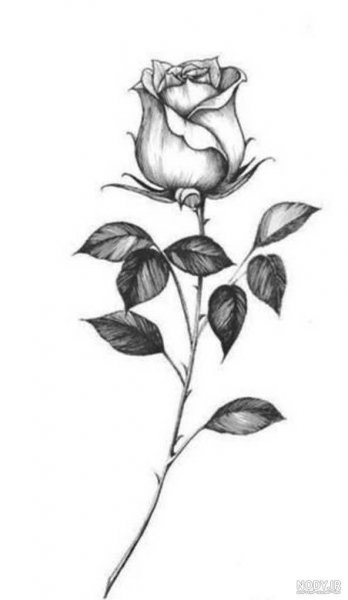 عکس سیاه و سفید گل رز برای پروفایل