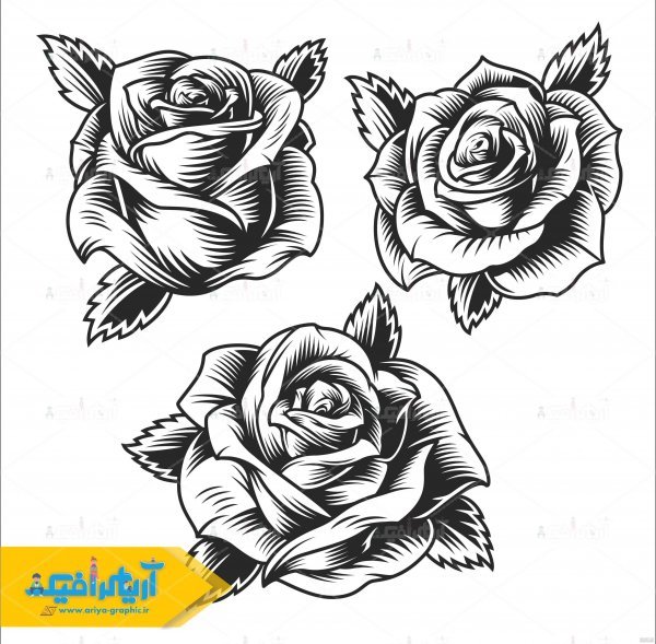 عکس گل رز واقعی