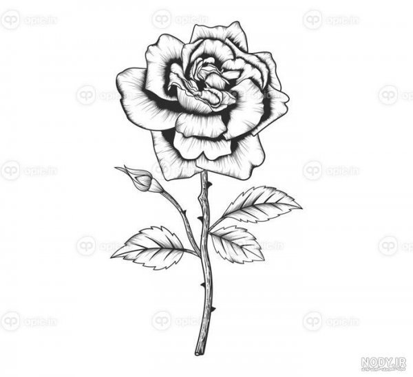 عکس گل رز واقعی