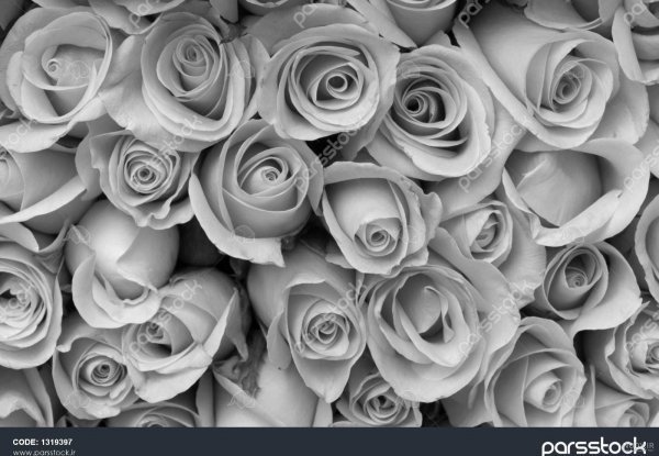 عکس گل رز واقعی