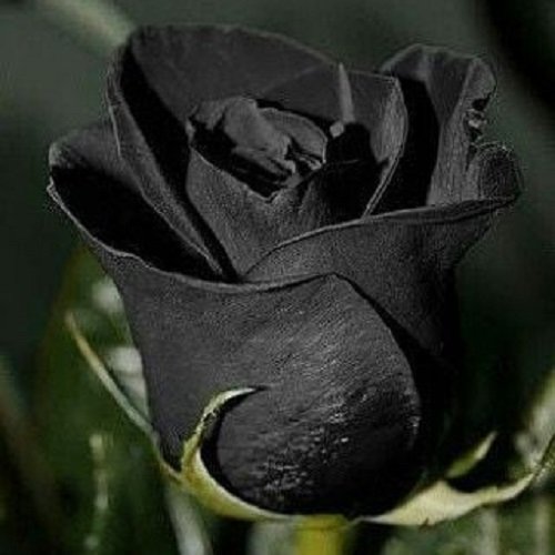  عکس گل سیاه غمگین