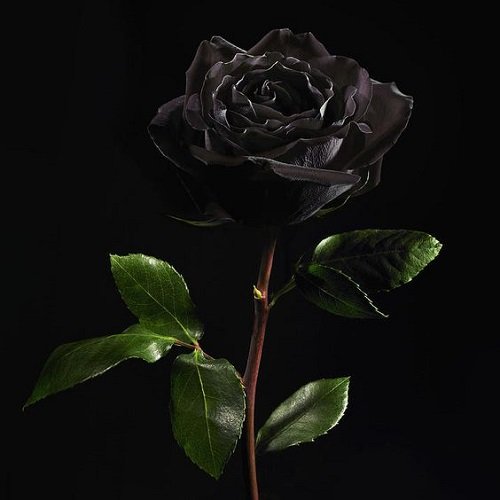  عکس گل سیاه غمگین