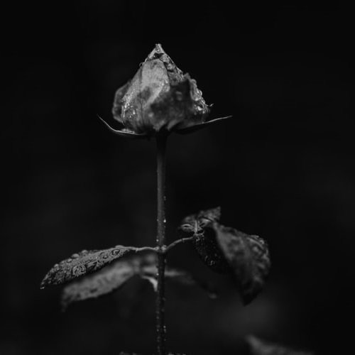  عکس گل سیاه غمگین