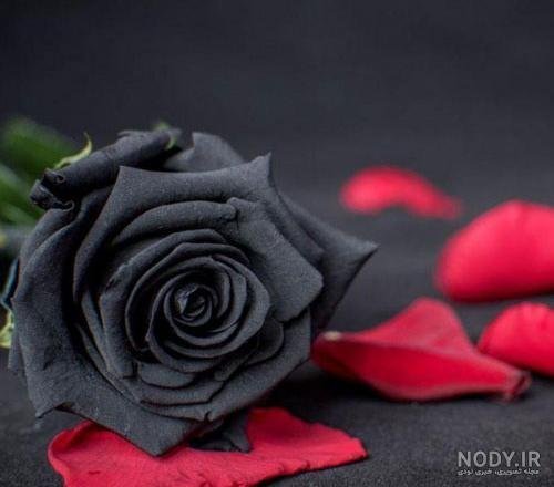  عکس گل رز سیاه