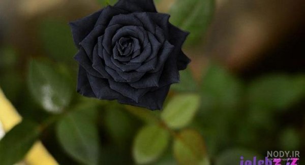 عکس گل رز سیاه