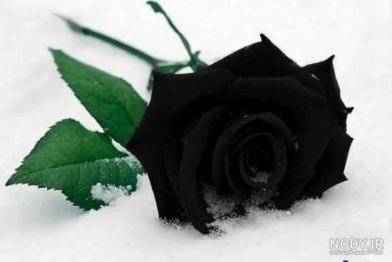  عکس گل رز سیاه
