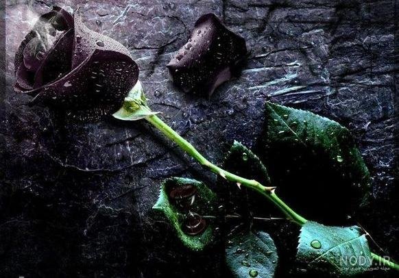  عکس گل رز سیاه
