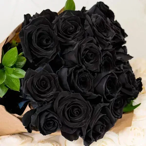  عکس گل رز مشکی مخملی
