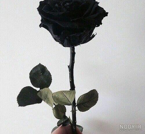  عکس گل رز مشکی مخملی