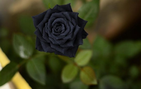  عکس گل سیاه برای پروفایل