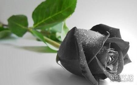 عکس گل رز مشکی طبیعی