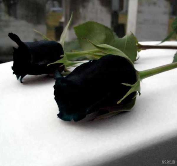 عکس گل رز مشکی طبیعی