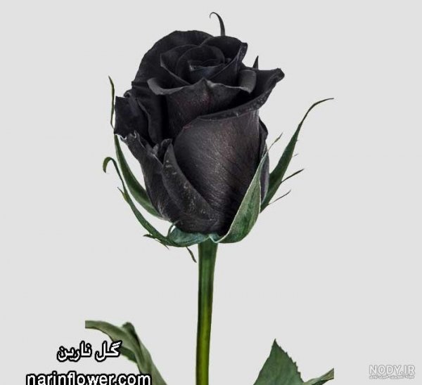 عکس گل رز مشکی طبیعی