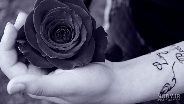 عکس گل رز مشکی طبیعی