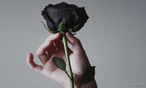 عکس گل رز مشکی طبیعی