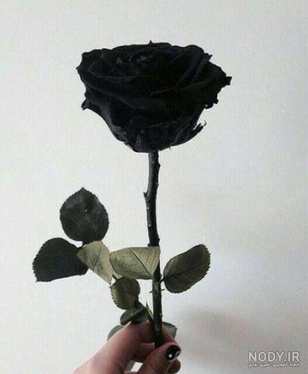 عکس گل رز مشکی طبیعی
