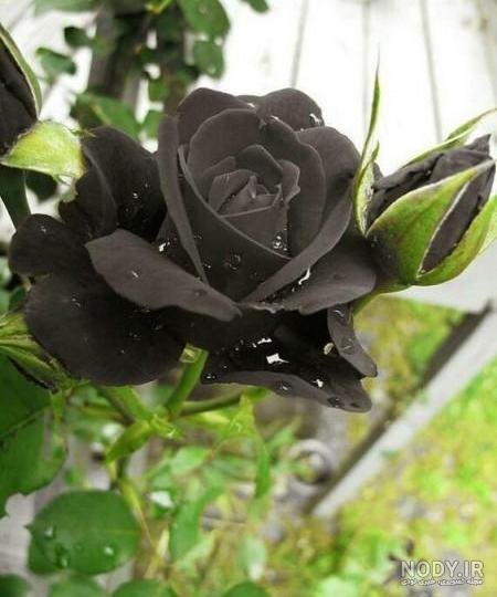 عکس گل رز مشکی طبیعی