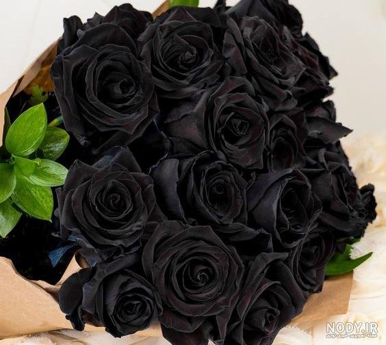 عکس گل رز مشکی طبیعی