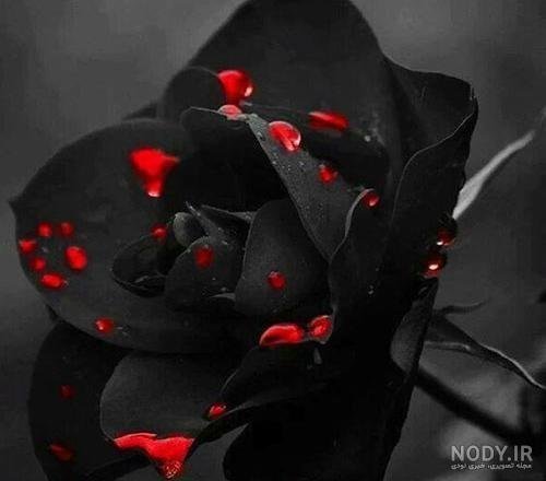 عکس شمع و گل مشکی برای پروفایل